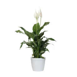 Peace Lily -Deals Blossom Vines Store LIL PEA1 delilah white