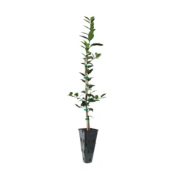 Key Lime Tree -Deals Blossom Vines Store LIM KEY 23 C