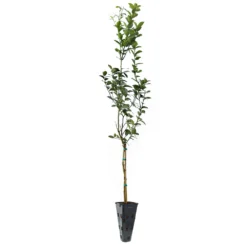 Key Lime Tree -Deals Blossom Vines Store LIM KEY 34 C