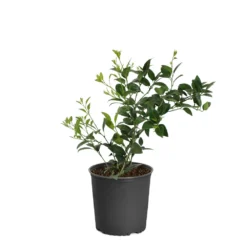 Key Lime Tree -Deals Blossom Vines Store LIM KEY1 BUSH