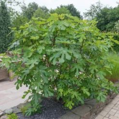 LSU Purple Fig Tree -Deals Blossom Vines Store LSU Fig 4 BB