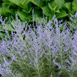 Lacey Blue Russian Sage -Deals Blossom Vines Store Lacey Blue Russian Sage 1