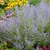 Lacey Blue Russian Sage
