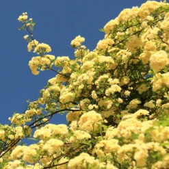 Lady Banks Climbing Rose -Deals Blossom Vines Store Lady Banks Rose 2 BB