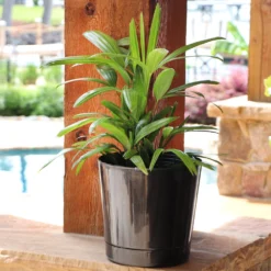 Lady Palm Tree -Deals Blossom Vines Store Lady Palm 10