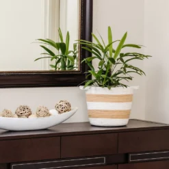 Lady Palm Tree -Deals Blossom Vines Store Lady Palm 2 BB