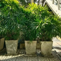 Lady Palm Tree -Deals Blossom Vines Store Lady Palm 5 BB