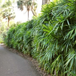 Lady Palm Tree -Deals Blossom Vines Store Lady Palm 7