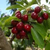 Cherry Pollinator Pack -Deals Blossom Vines Store Lapins Cherry Tree FGT 600x600 cc1d9981 e85a 4577 8954 1eacc37b60dc