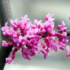 Lavender Twist® Weeping Redbud Tree -Deals Blossom Vines Store Lavender Twist Weeping Redbud 400 MAINIMAGE