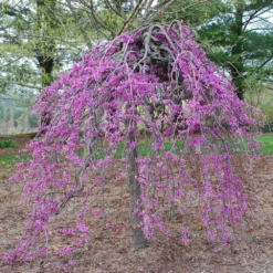 Lavender Twist® Weeping Redbud Tree -Deals Blossom Vines Store Lavender Twist Redbud BB 2