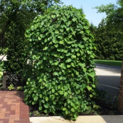 New Release -Deals Blossom Vines Store Lavender Twist Redbud BB 3