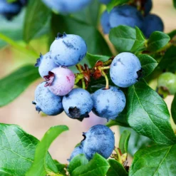 Legacy Blueberry Bush 9 Legacy Blueberry Bush -Deals Blossom Vines Store Legacy Blueberry 2 BB