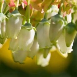 Legacy Blueberry Bush 11 Legacy Blueberry Bush -Deals Blossom Vines Store Legacy Blueberry 4