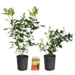 Meyer Lemon + Key Lime Bush Pack -Deals Blossom Vines Store Lemon and LimeBushes 2