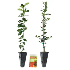 Key Lime Tree -Deals Blossom Vines Store Lemon and LimeTrees2 55a81224 448a 4405 96c8 53b806dc1af8