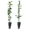 Meyer Lemon + Key Lime Tree Pack -Deals Blossom Vines Store Lemon and LimeTrees 600x600 654a7a72 c484 4473 83e3 b0f5619c1f11