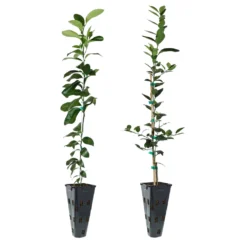 Key Lime Tree -Deals Blossom Vines Store Lemon and LimeTrees c54e51bf 3232 4aa4 917c 8e3a536620fb