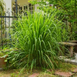 Lemon Grass -Deals Blossom Vines Store Lemon Grass 3 BB