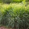 Lemon Grass -Deals Blossom Vines Store Lemon Grass BB 600x600 3855177b bcf3 41c3 93e2 a813de7ec778