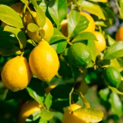 Lemon-Lime Citrus Bush 7 Lemon-Lime Citrus Bush -Deals Blossom Vines Store Lemon Lime Tree 2 30adbf10 efca 42d2 82f9 f766f25e222b