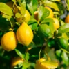 Lemon-Lime Citrus Tree 1 Lemon-Lime Citrus Tree -Deals Blossom Vines Store Lemon Lime Tree 600x600 7ad977dc 49eb 4bbf ae53 8f217a1d551d