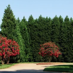 Leyland Cypress Tree 10 Leyland Cypress Tree -Deals Blossom Vines Store Leyland Cypress 4 BB