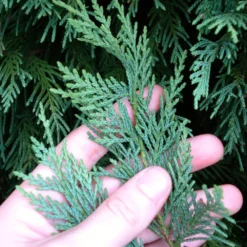 Leyland Cypress Tree 11 Leyland Cypress Tree -Deals Blossom Vines Store Leyland Cypress 5 BB