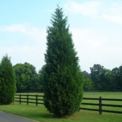 Leyland Cypress Tree 12 Leyland Cypress Tree -Deals Blossom Vines Store Leyland Cypress 8