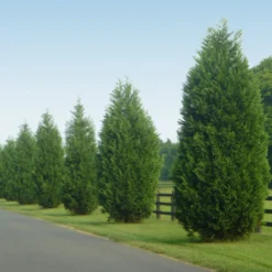 Leyland Cypress Tree 13 Leyland Cypress Tree -Deals Blossom Vines Store Leyland Cypress 9 BB
