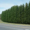 Leyland Cypress Tree 2 Leyland Cypress Tree -Deals Blossom Vines Store Leyland Cypress BB 600x600 ee1946e3 1b90 4910 b5e6 8f409a428a0f