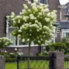 Limelight Hydrangea Tree -Deals Blossom Vines Store Limelight Hydrangea Tree BB 600x600 dbcff484 df9b 4970 83c5 1cd5e09f1b99