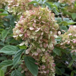 Limelight Hydrangea Shrub -Deals Blossom Vines Store Limelight Hydrangea 3 BB