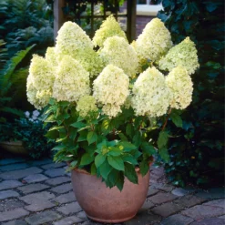 Limelight Hydrangea Shrub -Deals Blossom Vines Store Limelight Hydrangea 4 BB