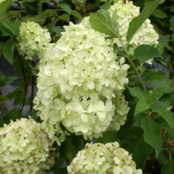Limelight Hydrangea Tree -Deals Blossom Vines Store Limelight Hydrangea Tree 3 BB