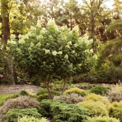 Limelight Hydrangea Tree -Deals Blossom Vines Store Limelight Hydrangea Tree 6 BB