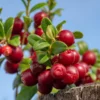 Lingonberry Plant -Deals Blossom Vines Store Lingonberry BB 600x600 56f17681 2368 4203 9bfa 5f1bc983d967