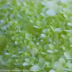 Little Lime® Hydrangea Tree 7 Little Lime® Hydrangea Tree -Deals Blossom Vines Store Little Lime Hydrangea