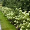 Little Lime® Hydrangea Shrub 1 Little Lime® Hydrangea Shrub -Deals Blossom Vines Store Little Lime Hydrangea 1 BB 600x600 cf28c7d9 e2c7 4e7e be26 599f7b0f6f5b