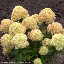 Little Lime® Hydrangea Shrub -Deals Blossom Vines Store Little Lime Hydrangea 2 BB