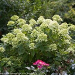 Little Lime® Hydrangea Shrub -Deals Blossom Vines Store Little Lime Hydrangea 3 BB