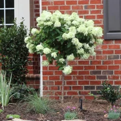 Little Lime® Hydrangea Tree