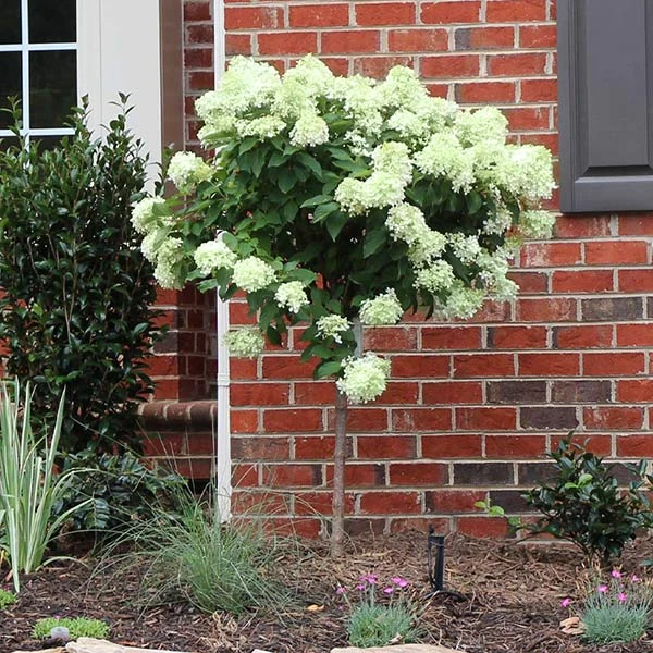 Little Lime® Hydrangea Tree 3 Little Lime® Hydrangea Tree