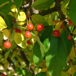 Lollipop® Crabapple Tree -Deals Blossom Vines Store Lollipop Crabapple 3