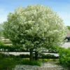 Lollipop® Crabapple Tree 1 Lollipop® Crabapple Tree -Deals Blossom Vines Store Lollipop Crabapple 600x600 523ab71a 7dca 4f4d 835c 7197ff0c6aa9