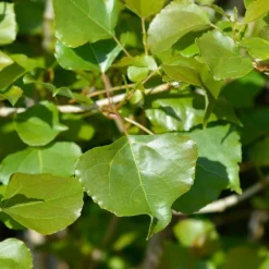 Lombardy Poplar Tree -Deals Blossom Vines Store Lombardy Poplar 1 BB