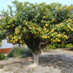Loquat Tree -Deals Blossom Vines Store Loquat Tree 3 BB