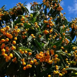 Loquat Tree -Deals Blossom Vines Store Loquat Tree 5