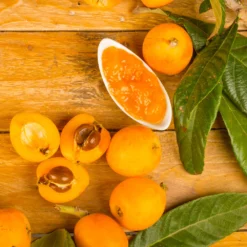 Loquat Tree -Deals Blossom Vines Store Loquat Tree 6 BB