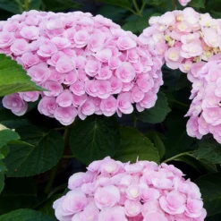 Love Hydrangea Shrub -Deals Blossom Vines Store Love Hydrangea 2 BB